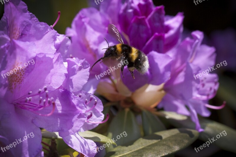 Rhododendron Hummel Traub Notes Doldentraub Inflorescences