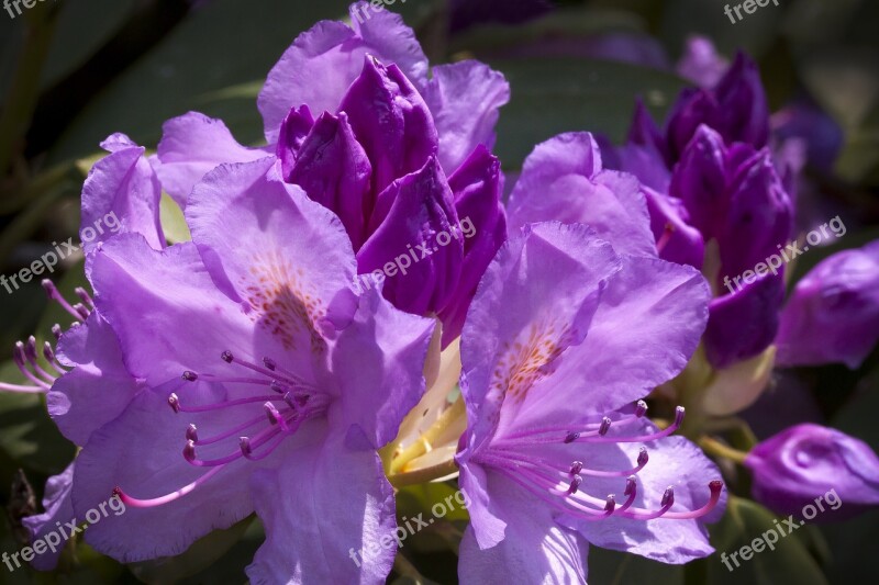 Rhododendron Traub Notes Doldentraub Inflorescences Genus