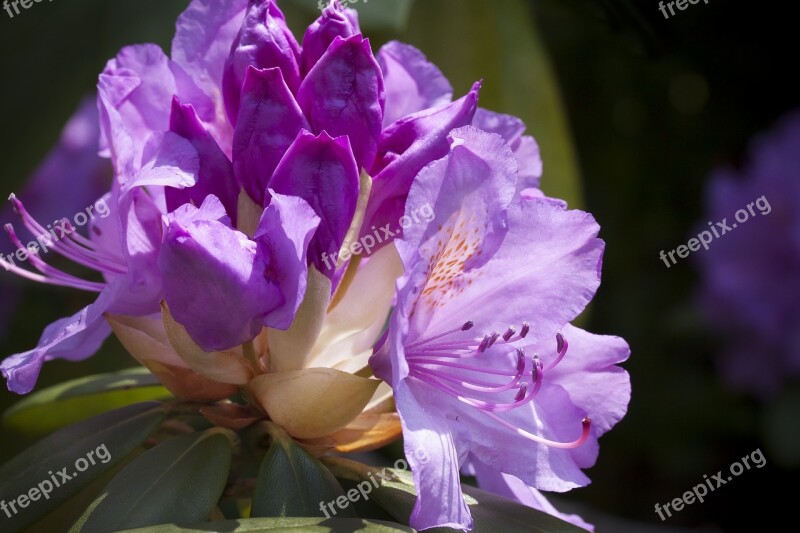 Rhododendron Traub Notes Doldentraub Inflorescences Genus