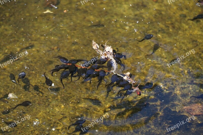 Tadpoles Lake Pond Nature Water