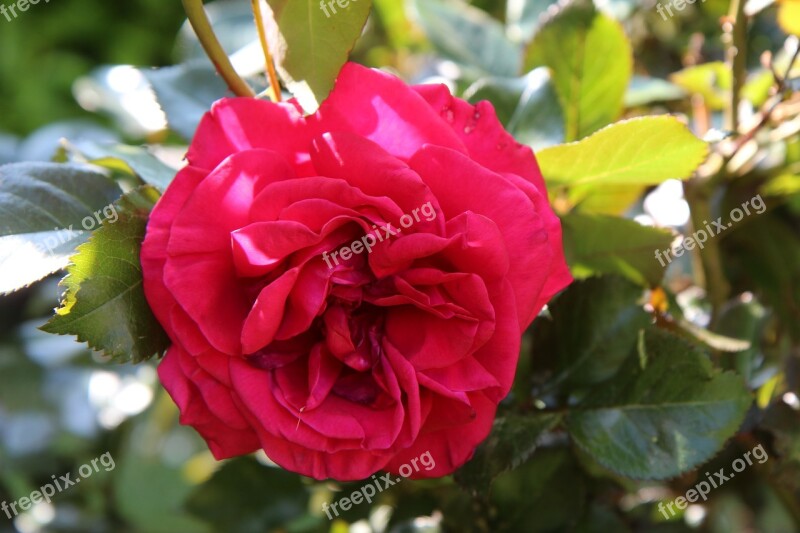 Pink Rosebush Red Rose Red Flower Rosier Cousteau