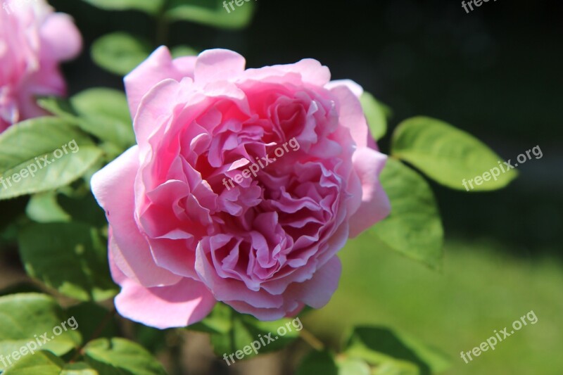 Pink English Rose Rosebush Pink Rose Pink Flower