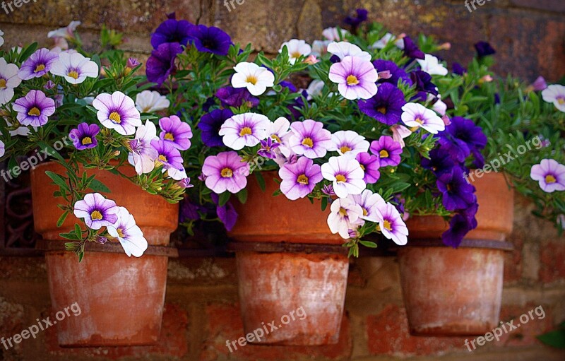 Flowerpots Flowers Garden Free Photos