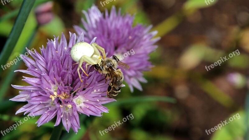 Spider Wasp Death Throes Nature Free Photos