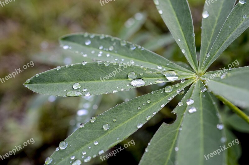 Plants Leaf Plant Nature Garden