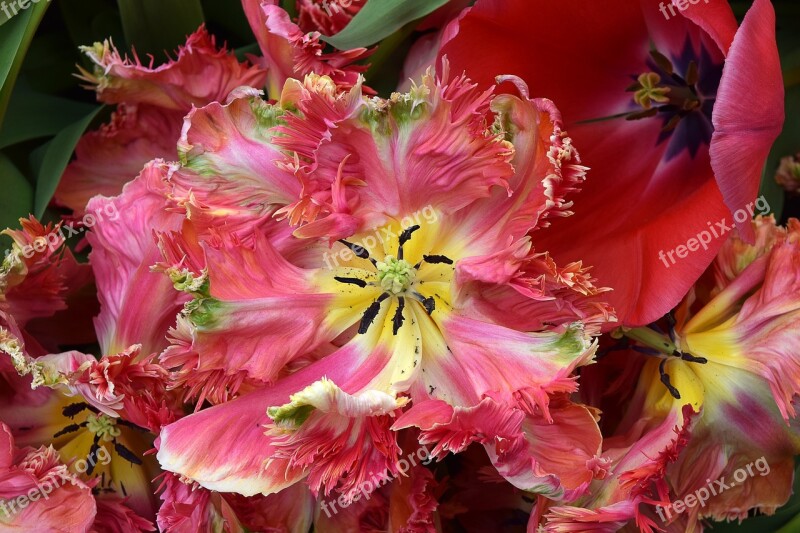 Parrot Tulip Tulip Pink Floral Petal