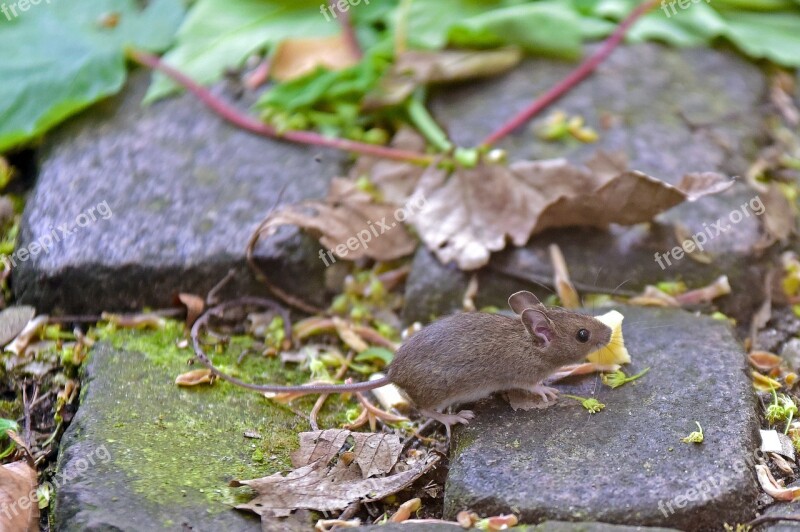 House Mouse Mouse Rodent Free Photos