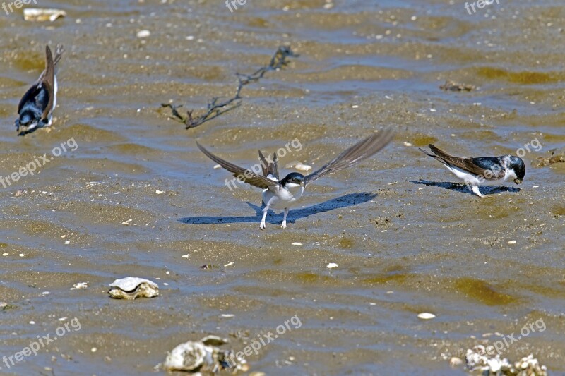 Martins Wadden Sea North Sea Bird Schwalbe