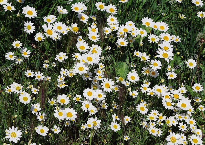 Wild Daisies Carpet Of Flowers Grass Surface Marguerite White