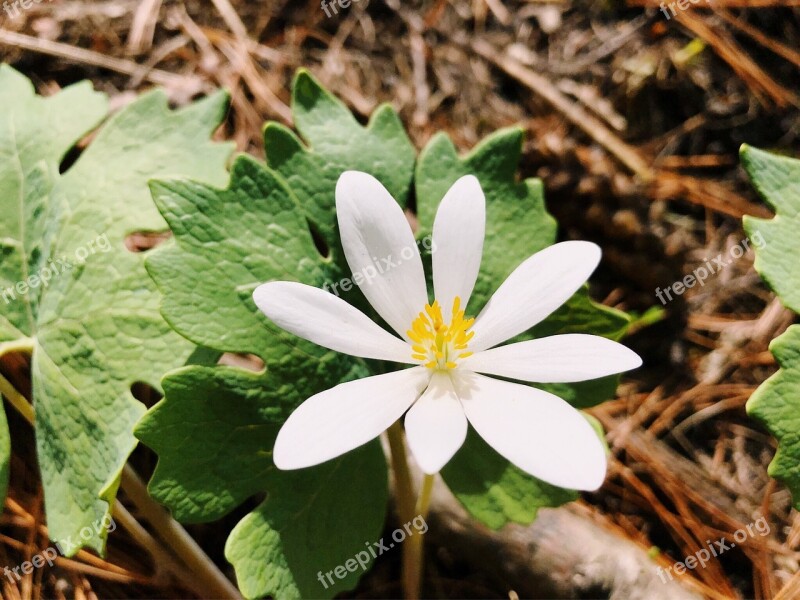 Wildflower Bloodroot White Flower Nature