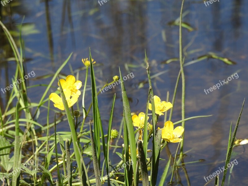 A Yellow Flower Lake Shore Lake Beach Water