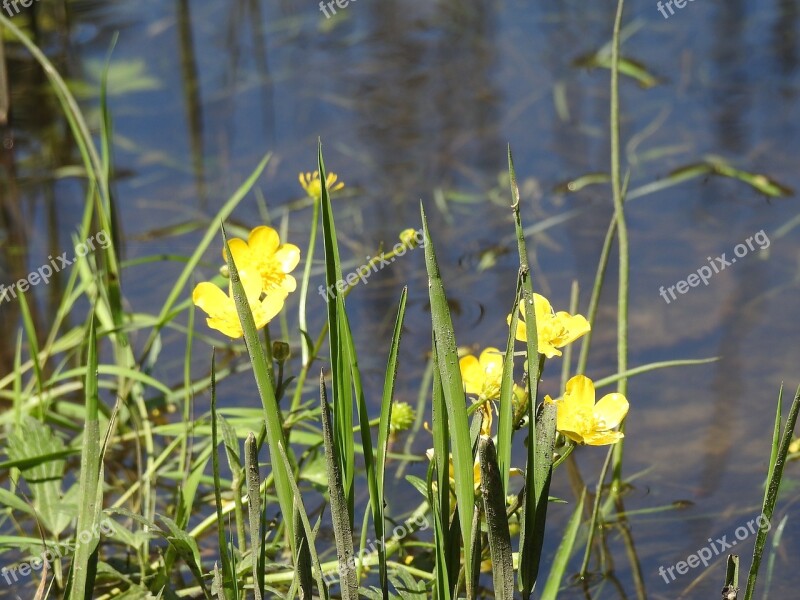 A Yellow Flower Lake Beach Yellow Flower