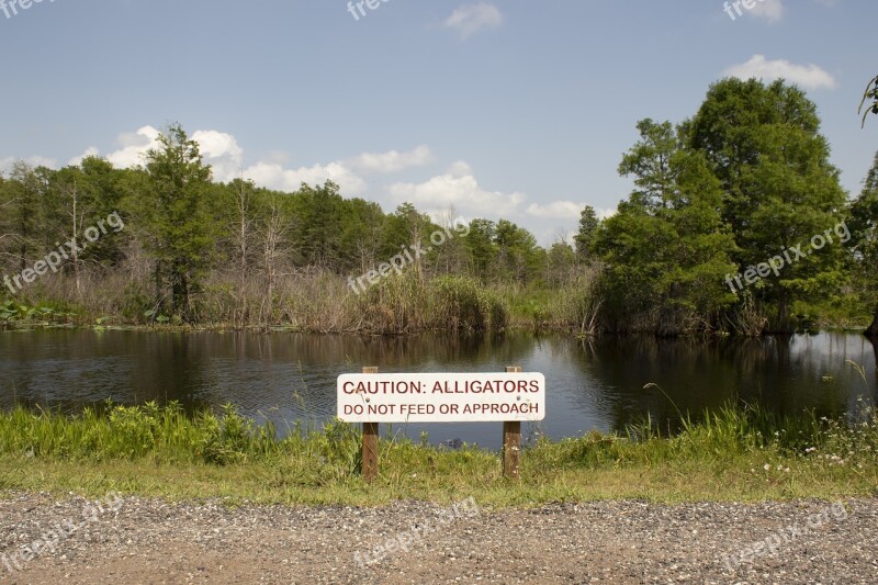 Wetland Alligator Do Not Feed Nature Wildlife