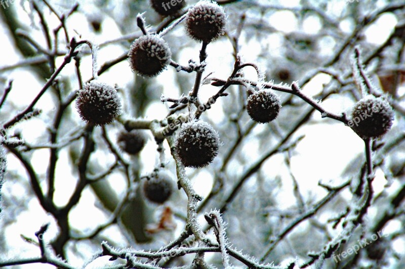 Tree Branches Bulbs Black White