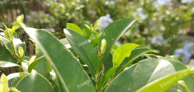 Leaf Green Freshness Garden Organic