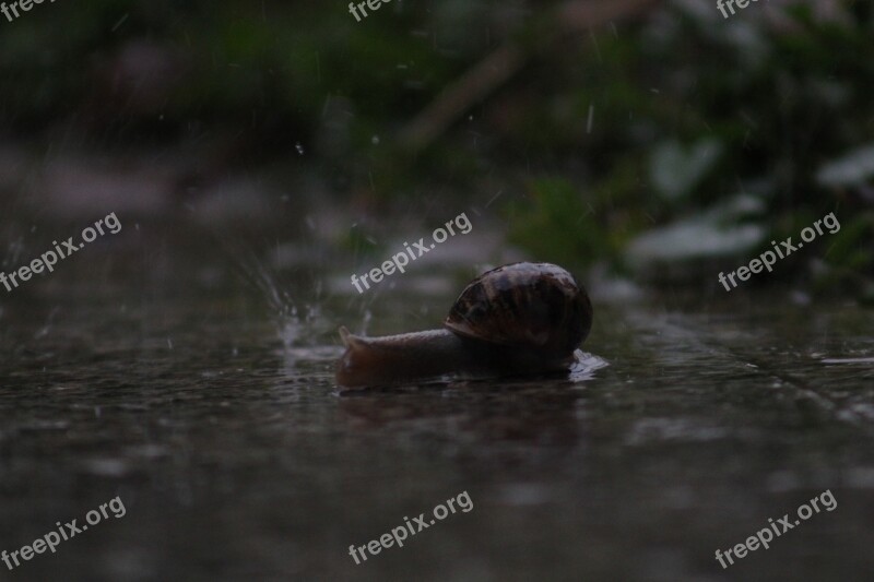 Snail Rain Nature Plants Animal