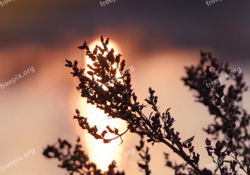 Dry Plant Evening Time Poetic Mood The Silhouette Shadow