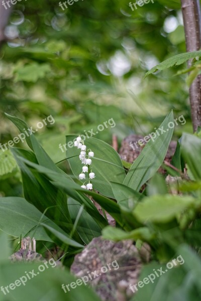 Lily Of The Valley Plant Nature Konwalie Free Photos