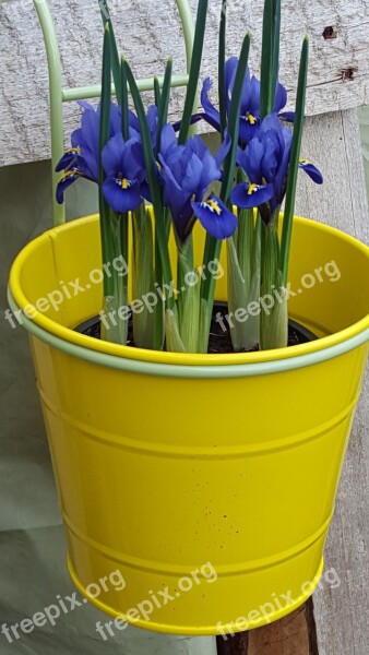 Plant Hyacinth Nature Flower Closeup