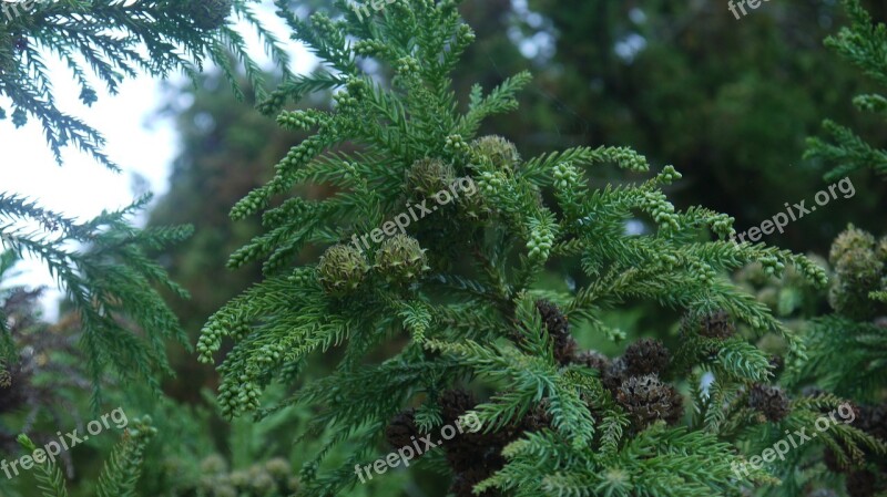 Cones Spruce Needles Coniferous Tree Handsomely