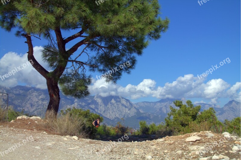 Tree Mountain Landscape Nature View