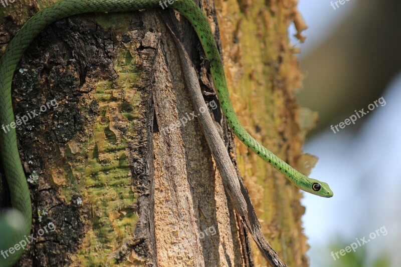 Snakes Spotted Bush Snake South Africa Free Photos