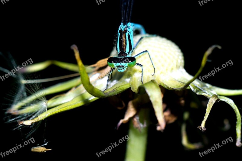 Ważka Insect Macro Dragonflies Nature