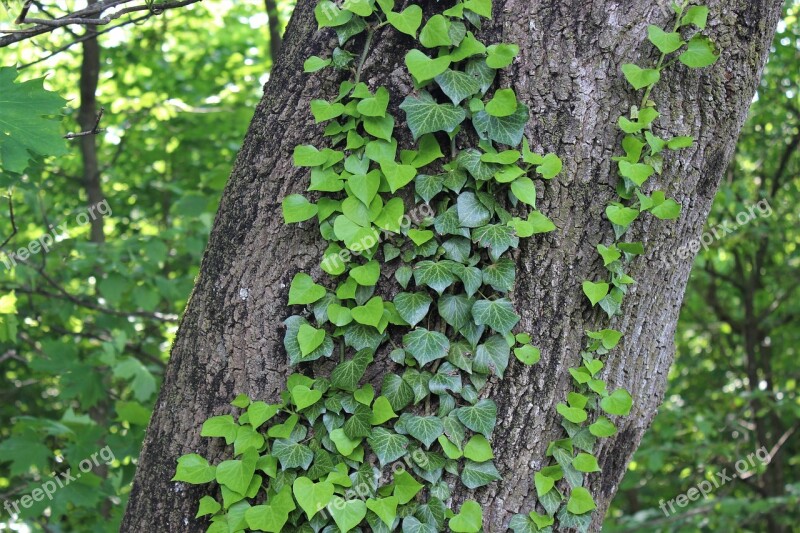 Ivy Tree Green Bark Leaves