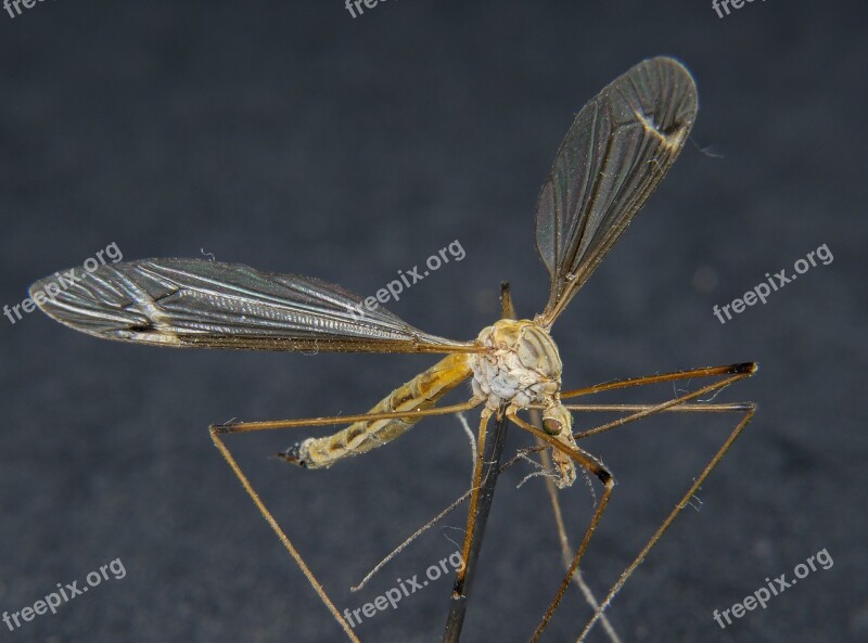 Insect Daddy Longlegs Close Up Wing Macro