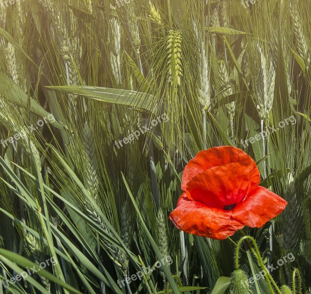 Poppy Spikes Wheat Fields Field