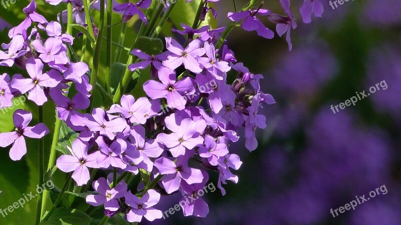 Gilliflower Violet Cottage Garden Moth-willow Flowers