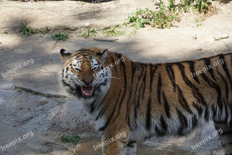 Sumatran Tiger Predator Big Cat Zoo Wild Animal