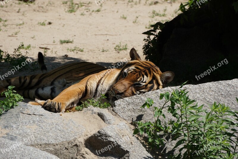 Sumatran Tiger Tiger Predator Zoo Dangerous