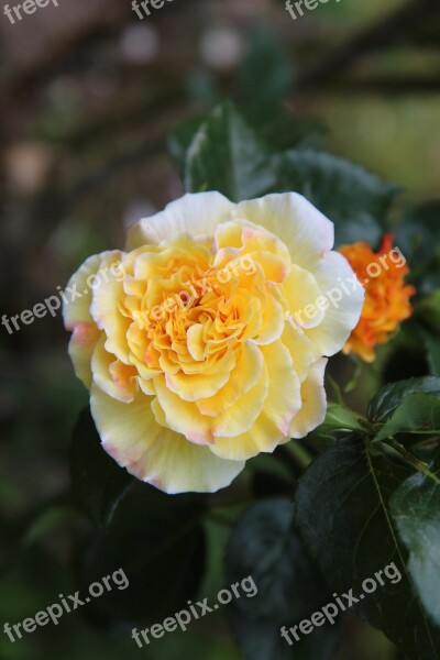 Pink Rosebush Yellow Rose Yellow Flower Free Photos