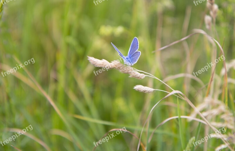 Butterfly Meadow Meadow Grass Summer Meadow