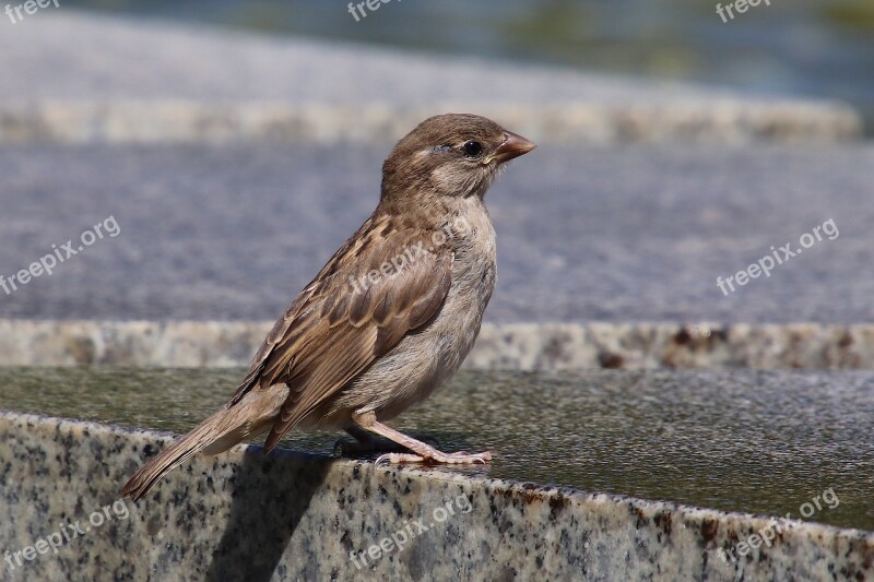 Sparrow House Sparrow Sperling Bird Animal