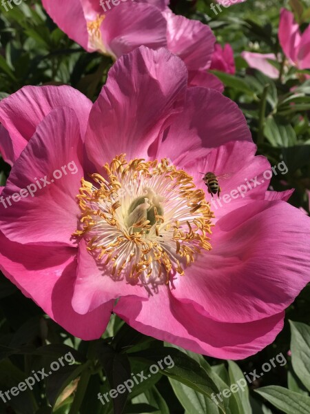 Peony Bee Flower Pink Floral