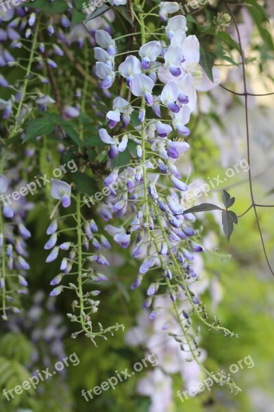 Wisteria Scent Aroma Floral Flower