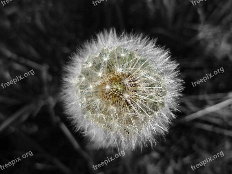 Dandelion Pappus Nature Flower Wild Flower