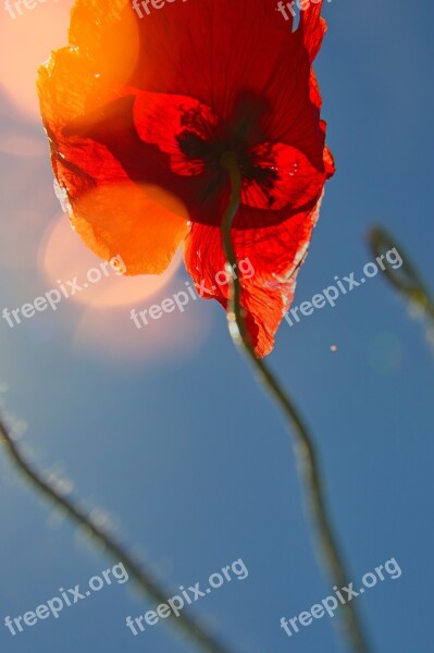 Poppy Red Summer Flower Red Poppy Meadow Flower