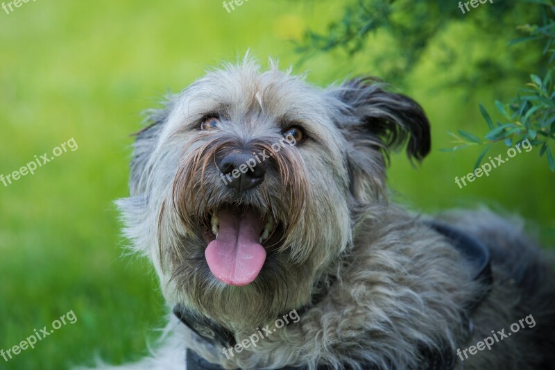 Dog Meadow Dog Portrait Animal Dog Head