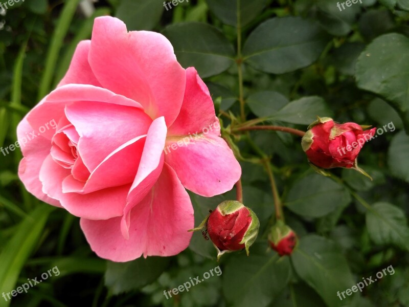 Rose Pink Rosebud Summer Flower Pink Roses