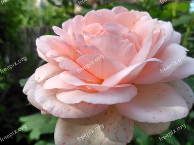 Rose Pink Summer Flower Pink Roses Petals