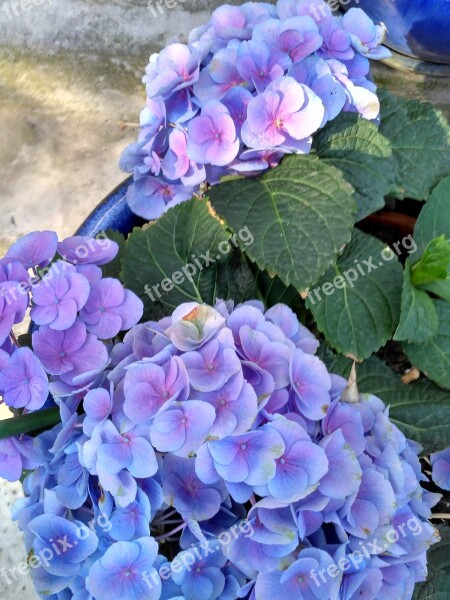 Hydrangeas Hydrangea Plants Flowers Flower