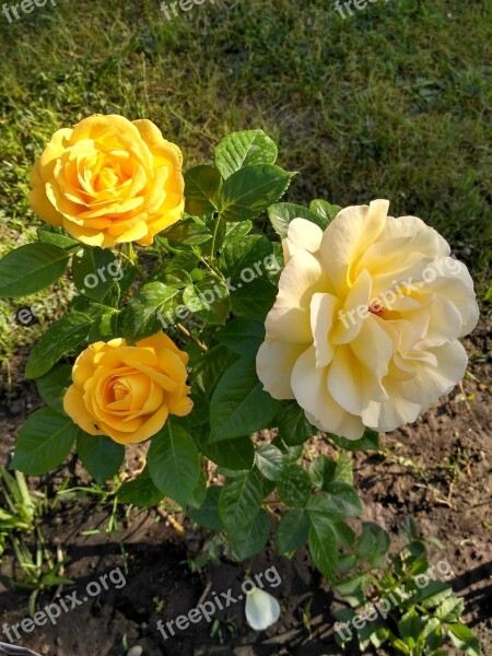 Budapest Zuglo Rose Flower Plants