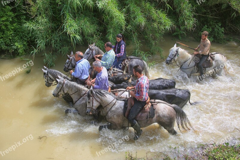 Horse Water Camargue Horseback Riding Nature