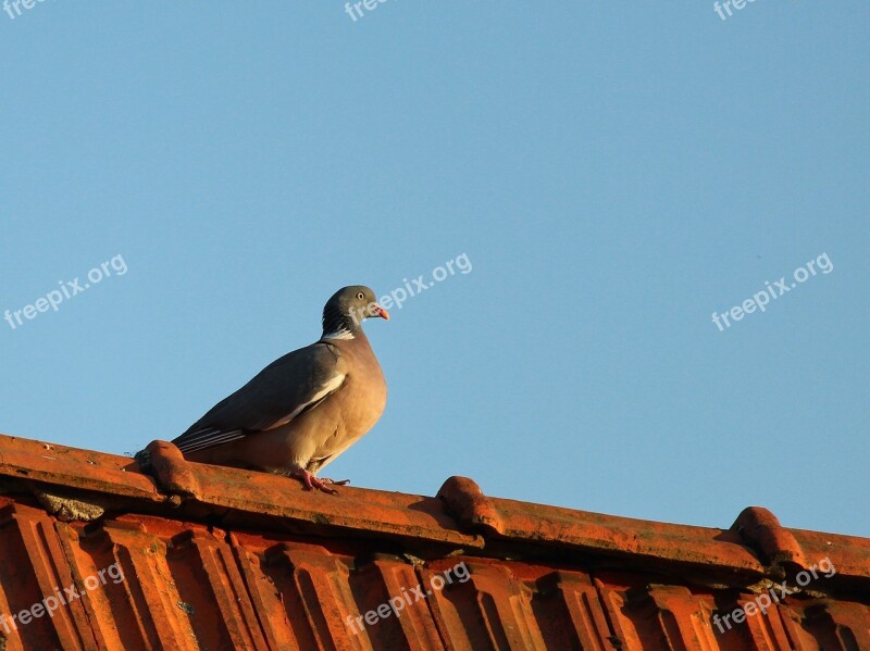 Dove Roof Pigeon On The Roof Bird Animal