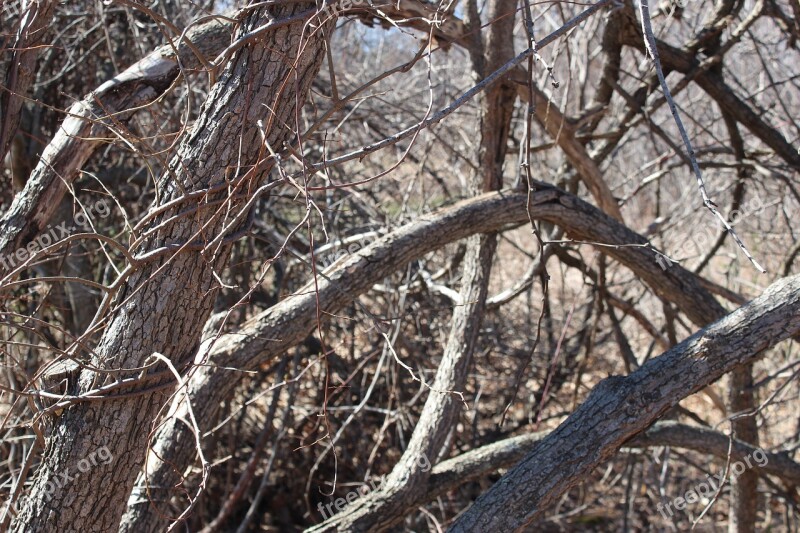 Branches Limbs Trees Gnarled Bare