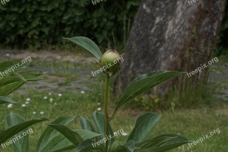 Flower Bud Green Nature Spring Garden