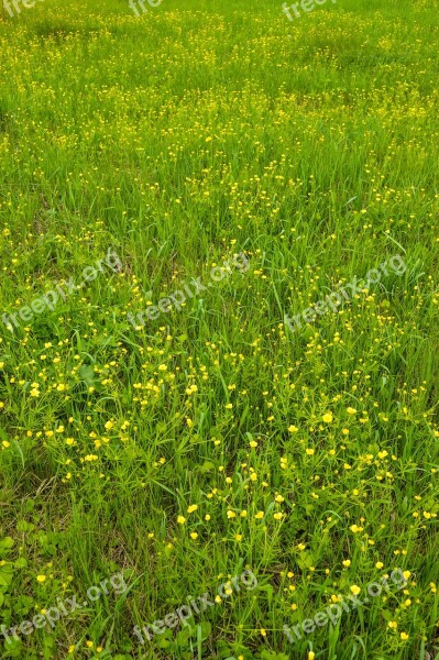 Flowers Of The Field Yellow Flowers Meadow Flowers Summer Flowers Nature